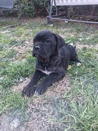 Cuccioli cane corso