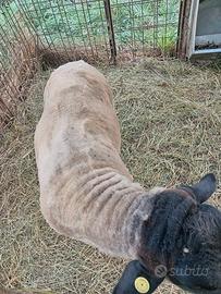Maschio suffolk da allevamento amatoriale
