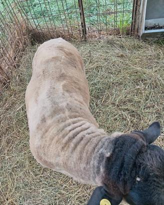 Maschio suffolk da allevamento amatoriale