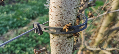 Gancetti ferma piante frutteto