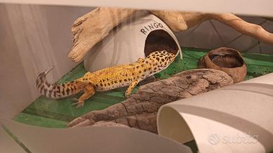 Geco Leopardino