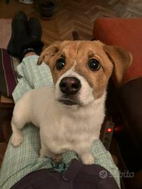 CHLOE, cucciola mix JACK RUSELL cercaa aiuto