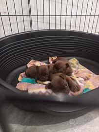 Cuccioli chihuahua