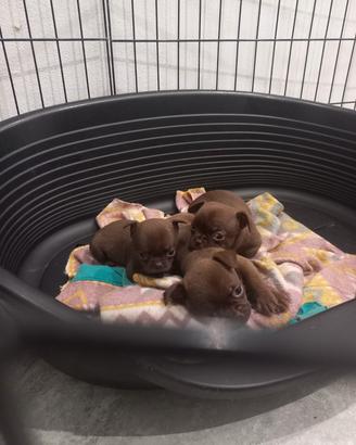 Cuccioli chihuahua