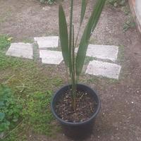 Palma Trachycarpus Fortunei