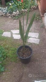 Palma Trachycarpus Fortunei