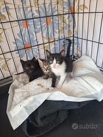 Gatto 2 mesi
