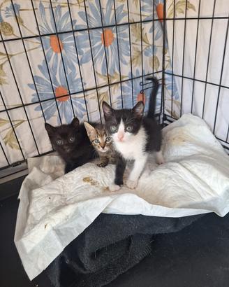 Gatto 2 mesi