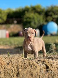 American pitbull terrier