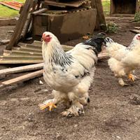 Gallo bramha Columbia