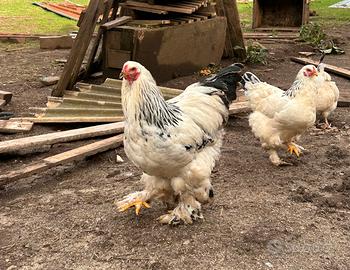 Gallo bramha Columbia