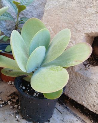 Pianta Calanchoe thyrsiflora 