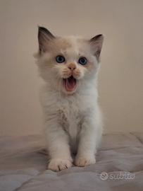 Dolcissimi cuccioli di Ragdoll con pedigree