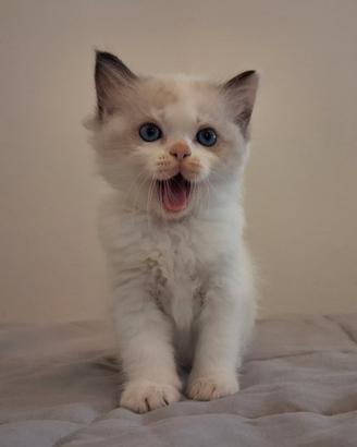 Dolcissimi cuccioli di Ragdoll con pedigree