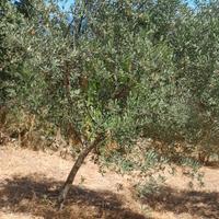 Piante d'ulivo bosana