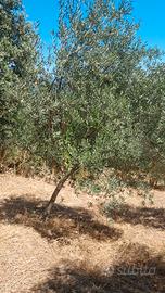 Piante d'ulivo bosana