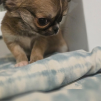 Chihuahua maschio a pelo lungo