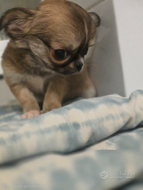 Chihuahua maschio a pelo lungo