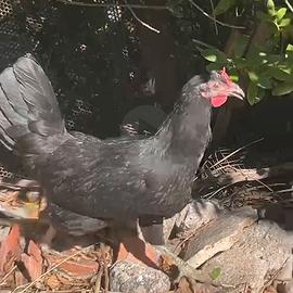Galline coronato siciliano