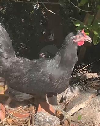 Galline coronato siciliano