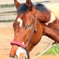 Cavallo Paint Horses