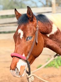 Cavallo Paint Horses