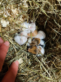 Criceti dorati cuccioli