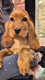 Cocker spaniel