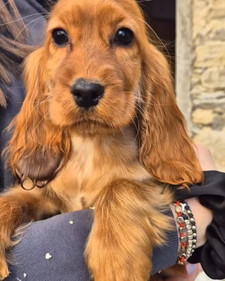 Cocker spaniel