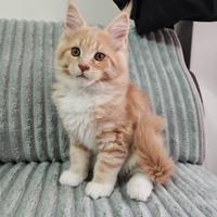 Maine Coon cucciolo xxl