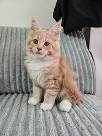 Maine Coon cucciolo xxl