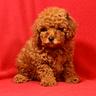 barboncini-maschi-red-toy