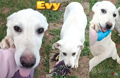 Evy Emy Ely, cucciole in canile