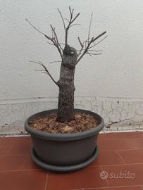olmo campestre prebonsai
