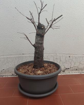 olmo campestre prebonsai