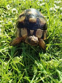 Tartarughe marginate sarde 2020