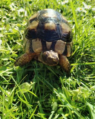 Tartarughe marginate sarde 2020