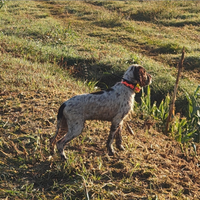 Regalasi setter