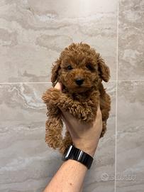 Barboncini Toy ultimi rimasti