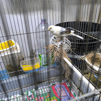 Canarini maschi e femmine