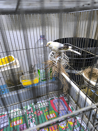 Canarini maschi e femmine