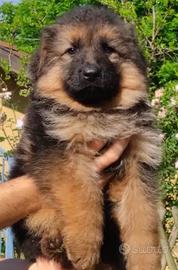 Pastore Tedesco Cuccioli