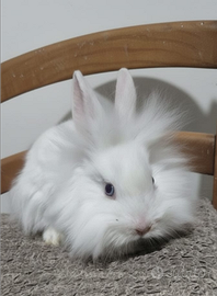 Cuccioli conigli nani