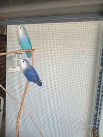 inseparabili 