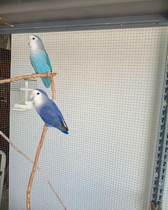 inseparabili 