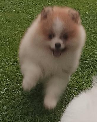 Volpino di pomerania