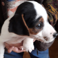 Jack Russell pelo raso