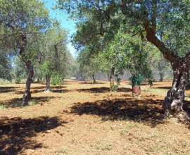 Terreno agricolo