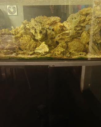 acquario 