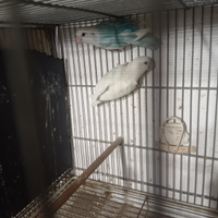 Pappagalli roseicollis